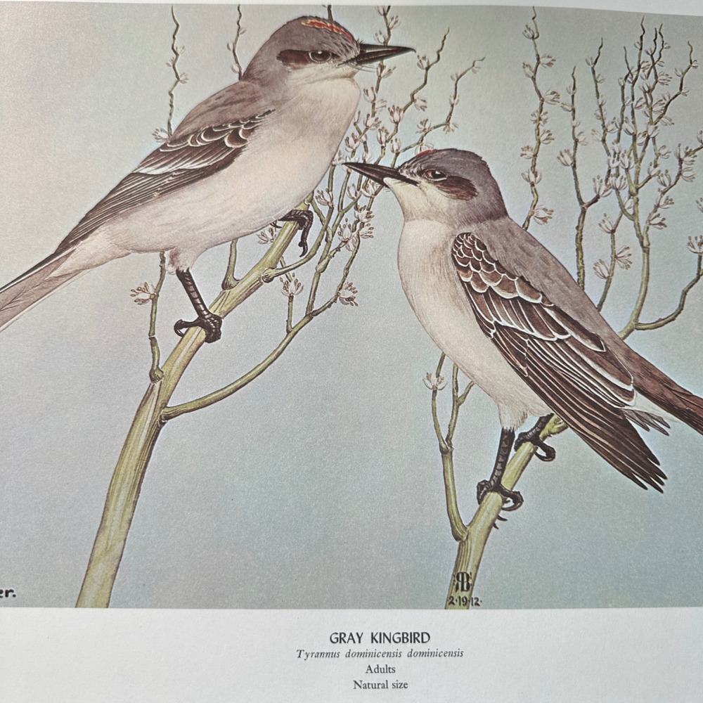 1968 Rex Brasher Gray KingBird Vintage Original Book Plate Wall Art Decor